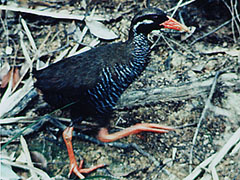 Discovery of the Yanbaru Kuina